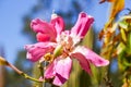 Closeup view of the flower of a Silk Floss tree Ceiba Speciosa, California