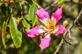 Closeup view of the flower of a Silk Floss tree Ceiba Speciosa, California