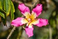 Closeup view of the flower of a Silk Floss tree Ceiba Speciosa, California