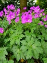 Geranium flowers Royalty Free Stock Photo