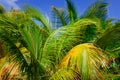 Closeup view of fluffy palm tree leafs in tropical garden against blue sky background
