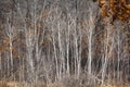 Closeup view of a forest of Birch and other trees in Winter Royalty Free Stock Photo
