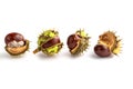 Closeup view on four chestnuts in the green and yelloow skin isolated on white background Royalty Free Stock Photo
