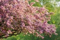 Closeup view of fresh beautiful apple tree blooming flowers against green trees background Royalty Free Stock Photo