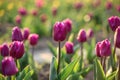 Closeup view of fresh beautiful tulips on field. Blooming spring flowers Royalty Free Stock Photo
