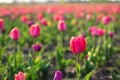 Closeup view of fresh beautiful tulips on field. Blooming spring flowers Royalty Free Stock Photo