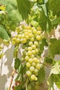 Closeup view of fresh bunch of white grapes on field Royalty Free Stock Photo