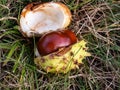 Closeup view of fresh horse chestnut. Autumn background with ripe brown horse chestnut and prickly shell on the top Royalty Free Stock Photo