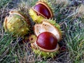 Closeup view of fresh horse chestnuts Aesculus hippocastanum. Autumn background with heap of ripe brown horse chestnuts and Royalty Free Stock Photo