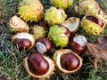 Closeup view of fresh horse chestnuts. Autumn background with heap of ripe brown horse chestnuts and prickly shell on the top Royalty Free Stock Photo