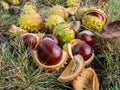 Closeup view of fresh horse chestnuts. Autumn background with heap of ripe brown horse chestnuts and prickly shell on the top Royalty Free Stock Photo