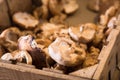 Shiitake mushrooms store Royalty Free Stock Photo