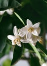 Closeup view of fresh white flowers and buds among dark green foliage of pomelo tree.