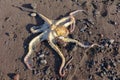 Closeup view of a freshly caught octopus on a beach. Octopus on black sand and rocky beach near sea, ocean. Tentacles of octopus