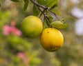 Closeup view of the fruit of Citrus aurantium, an orange tree on the Big Island, Hawaii.