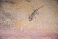 Closeup view of a gecko sitting on a wall Royalty Free Stock Photo