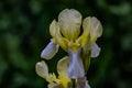 Closeup view of the German bearded iris