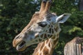 Closeup view of giraffe face .Detail.