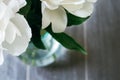 Closeup view of a glass vase with lush white peony petals against a blurred gray background. Beautiful flower as a gift Royalty Free Stock Photo