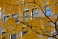 Gleditsia triacanthos honey locust branches with yellow autumn leaves with city building in background Royalty Free Stock Photo