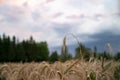 Closeup view of a golden ear of wheat growing in a wheat field Royalty Free Stock Photo