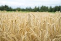 Closeup view of golden ears of wheat growing and ripening Royalty Free Stock Photo