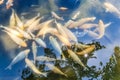 Golden fish in pool in Tirta Gangga temple in Bali