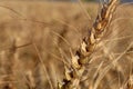 Closeup view of a golden plant wheat in a large farm on a sunny day Royalty Free Stock Photo