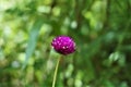 Closeup view of Gomphrena globosa flower Royalty Free Stock Photo