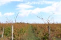 Closeup view of a grape vine with row of grapes against blue sky. Beautiful vineyard is situated near Murfatlar in Romania Royalty Free Stock Photo