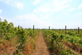 Closeup view of a grape vine with row of grapes against blue sky. Beautiful vineyard is situated near Murfatlar in Romania Royalty Free Stock Photo