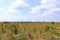 Closeup view of a grape vine with row of grapes against blue sky. Beautiful vineyard is situated near Murfatlar in Romania Royalty Free Stock Photo