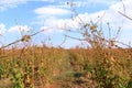 Closeup view of a grape vine with row of grapes against blue sky. Beautiful vineyard is situated near Murfatlar in Romania Royalty Free Stock Photo