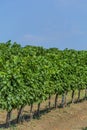 Closeup view of a grape vine with row of grapes against blue sky. Royalty Free Stock Photo