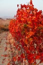 Closeup view of grapevine in autumn Royalty Free Stock Photo