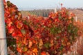 Grapevine in autumn Royalty Free Stock Photo
