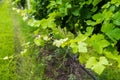 Closeup view of a grapevine Royalty Free Stock Photo