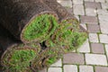 Closeup view of grass sod rolls on backyard Royalty Free Stock Photo