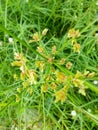 Spring flowers, blades of grass and tiny wild flowers in a meadow