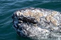 Closeup view of gray whale head with many barnacles