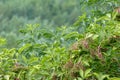 Closeup view of green elderberry plant