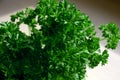 Closeup view of green and fresh parsley planted in a pot, petros Royalty Free Stock Photo