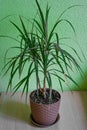 Closeup view of a green houseplant with thin leaves growing in clay pot Royalty Free Stock Photo