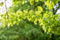 Closeup view of green leaf with beauty bokeh under sunlight Royalty Free Stock Photo