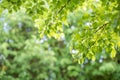 Closeup view of green leaf with beauty bokeh under sunlight Royalty Free Stock Photo