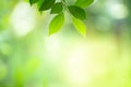 Closeup view of green leaf with beauty bokeh under sunlight