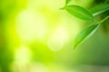 Closeup view of green leaf with beauty bokeh under sunlight