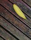 Closeup view of green leaf on the wooden walking path. Nature concept for wallpapers background