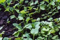 Closeup view of green radish sprouts in organic growing medium