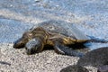 Close of up green sea turtle on beach. Eyes closed. Next to black rock. Water in background. Royalty Free Stock Photo